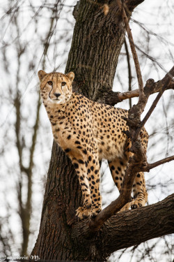 llbwwb:  (via 500px / Gepard (Acinonyx jubatus) - Cheetah by Mladen Janjetovic)