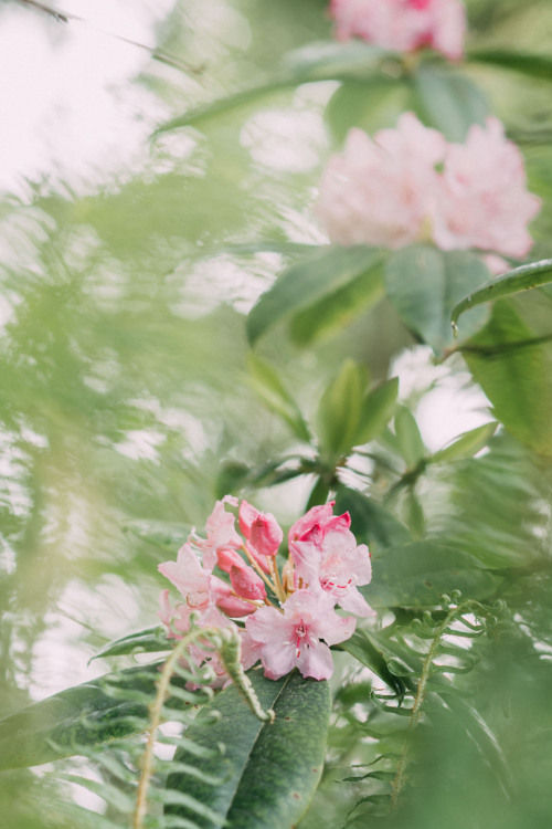 Rhododendron macrophyllum