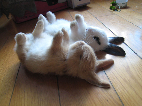 dickscuntinued:  awesome-picz:  The Cutest Bunnies Ever   @allan-lira  Do you like