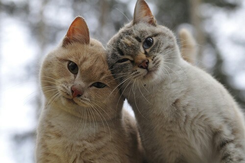 de-lila-a-medio-dia:Cats in love. ♥