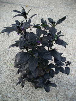 shadyufo: This Black Pearl pepper plant is so stunning! I picked it up at a local farmer’s market the other day while loading up on pumpkins. It’s a cultivar of Capsicum annuum and the berries are supposedly edible but extremely hot and have a citrus-y