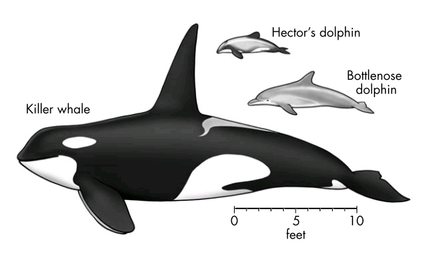 DIVERSITY OF SIZE IN DELPHINIDAE FAMILY
“ With 32 species placed in 17 genera, this is by far the largest family of cetaceans. Delphinids are small to medium-sized cetaceans, ranging from about 1.5 m in length and 50 kg weight to almost 10 m in...