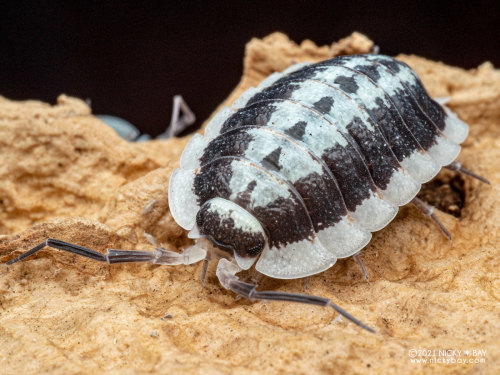 onenicebugperday: Isopod Portraits by Nicky Bay // Website // FacebookPhotos shared with permission;