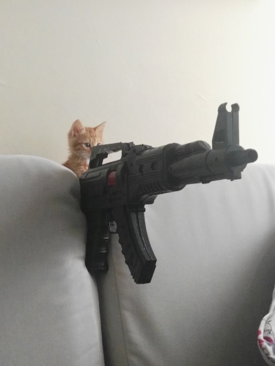 animalwoonz:  Catsniper