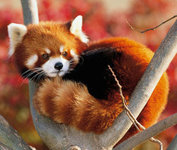 Srsfunny:the Beautiful Red Panda *Squee*