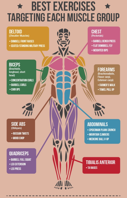 americaninfographic:Master Your Muscles