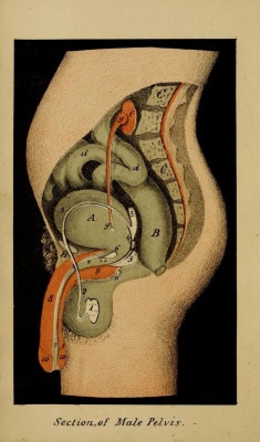 nemfrog:  Frontispiece _The male generative organs in health and disease, from infancy to old age_ 1850 Introducing Frontispiece Friday 