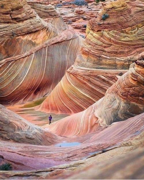 yourreddancer:  The Wave is a sandstone rock formation located in Arizona, United States, near its northern border with Utah. The formation is situated on the slopes of the Coyote Buttes in the Paria Canyon-Vermilion Cliffs Wilderness of the Colorado