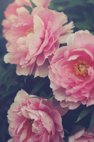 floralls:Peonies by Kameron Walsh