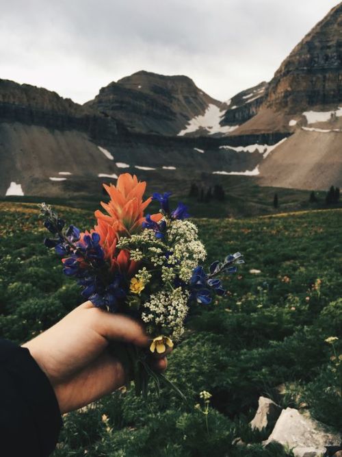 brookbooh: Flowers in the paradise