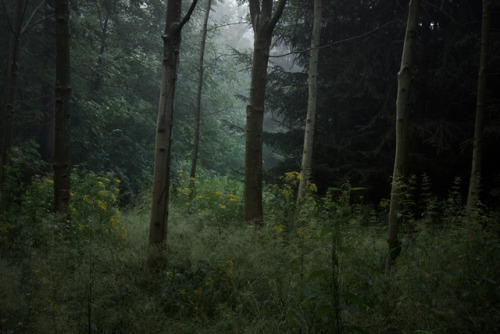 Wald by Martin Fellmann