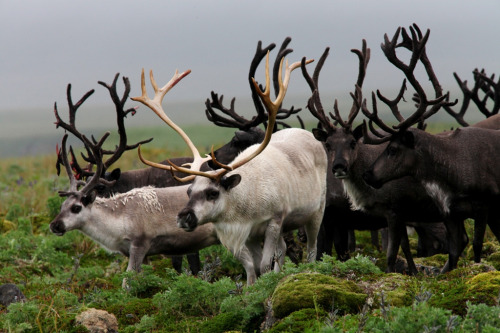 thingswithantlers:Pribilof Reindeer by 1 RareBird