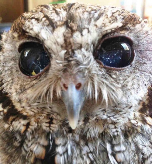 ohitsjustgreg: actus-indignatio: babebllue: This is a rescued owl named Zeus, he is blind but his ey
