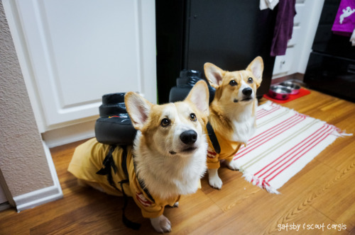 utf2005:gatsbyadventures:Who you gonna call?Corgbusters!Ray, when someone asks if you’re a dog, you 