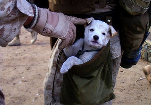 wonderous-world:  Canines With a Cause (CWAC) is a not-for-profit organization devoted
