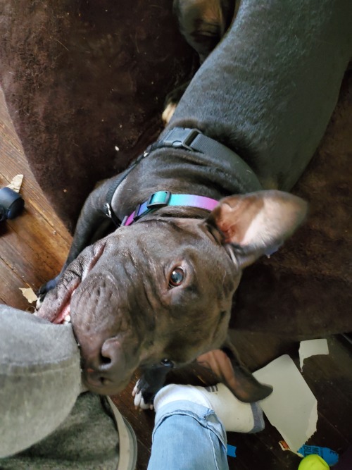 The only non-blurry photo of Tony. Here he is laying on his bed at my feet, reaching up to nibble on my grey computer chair with his meaty mouth. His eyes are full of a wild madness that cannot be tamed.