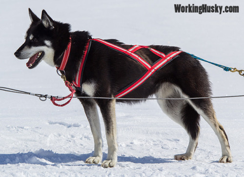 finahundar:Siberian Huskies from working lines