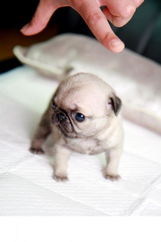 schoolboy-ra:  the-absolute-best-posts:  paris2london: This is a tiny tiny baby pug.