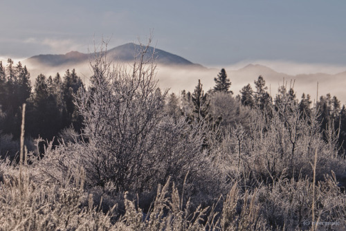 Staying Frosty: Crystallized Leaves, Asters and Forests, Grand Teton National Park, Wyomingriverwind