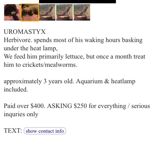 gimmeteeth:  Hi guys, I dont make a lot of posts at all but I found this Morroccan(?) Uromastyx on craigslist thats in the McKinney, TX area that is in need of a home. Its being fed mealworms and lettuce (uromastyx are strictly herbivorous and should