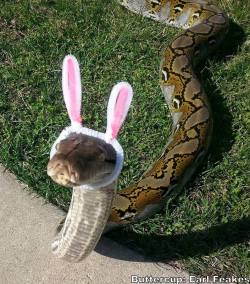 all-seeing-v:Happy Easter from Buttercup! - Earl Feakes.