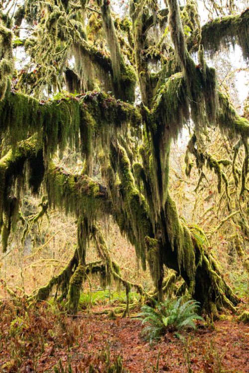 staudnhuckn: Bigleaf maple (Acer macrophyllum) covered in moss, lichen and fern Olympic National Par