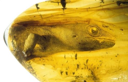 doglesbian: zvaigzdelasas: blunt-science: A 54 Million Year Old Gecko Encased In Amber. Is he alr