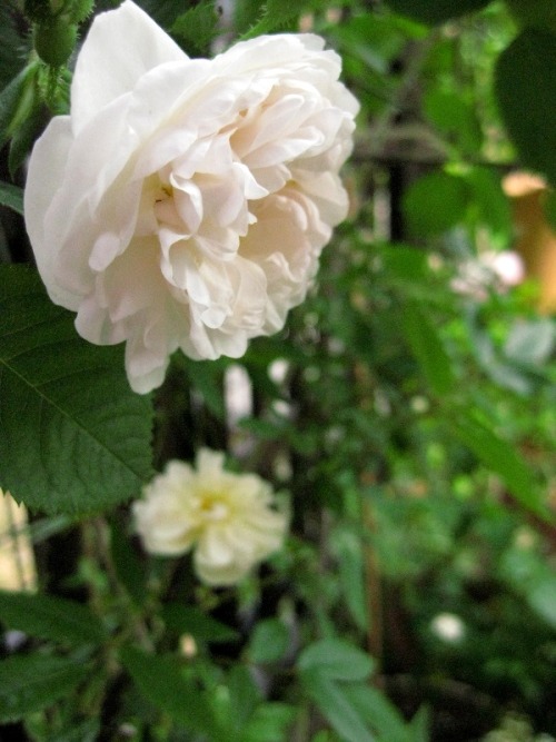 It is the rose which bloomed in spring.  アルバ マキシマ ‘Alba Maxima’