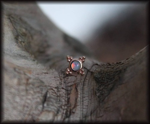 Medium kandy rose gold and white opal from @bvla we have here at @studio_seven_piercing #safepiercin