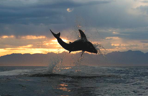 nubbsgalore:  sharks can fly. photos by (click porn pictures