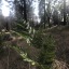 spottedsprout