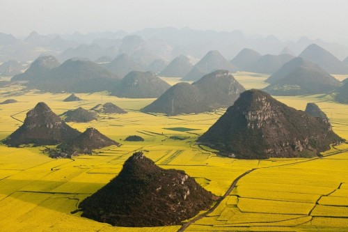 canola