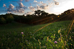 scenesofthebluegrass:  Sunset near Big Bone Lick, Boone County, Kentucky   side note: that is the funniest sign i ever pass when driving through that state