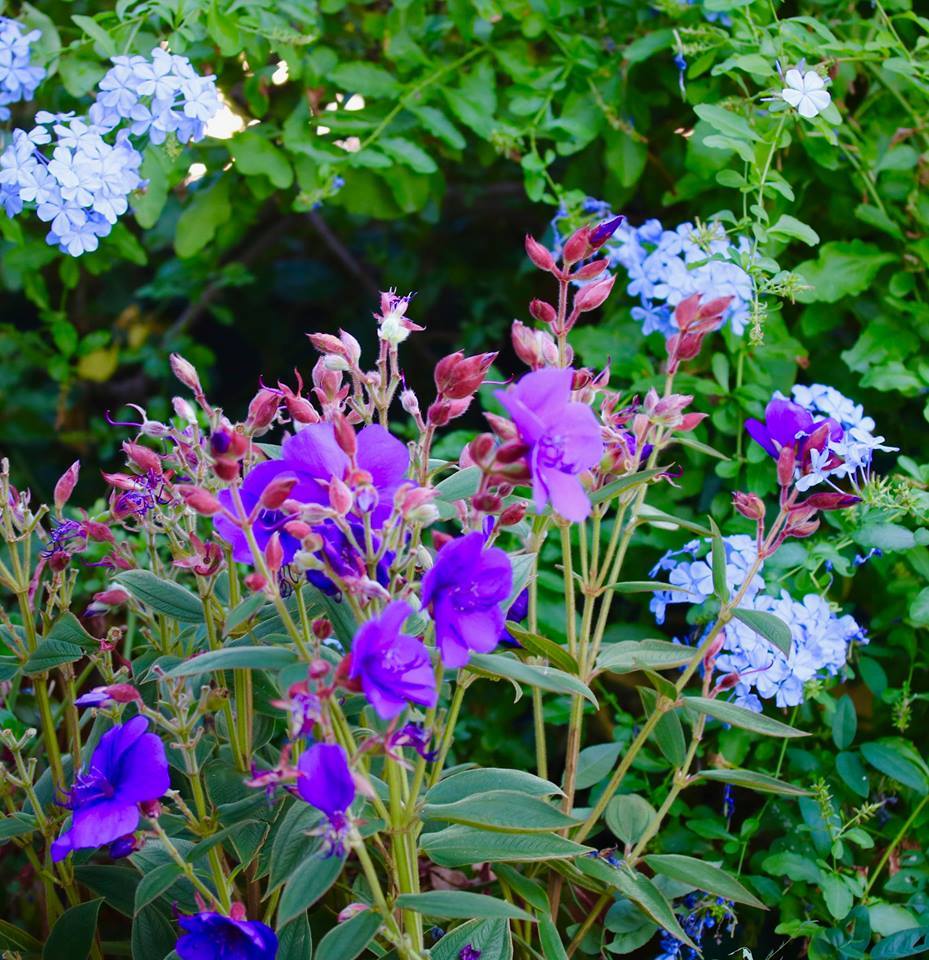 Foglie autunnali  Raccoglierle e smaltirle - Giardinaggio, fiori, animali  e centinaia di articoli passo passo!