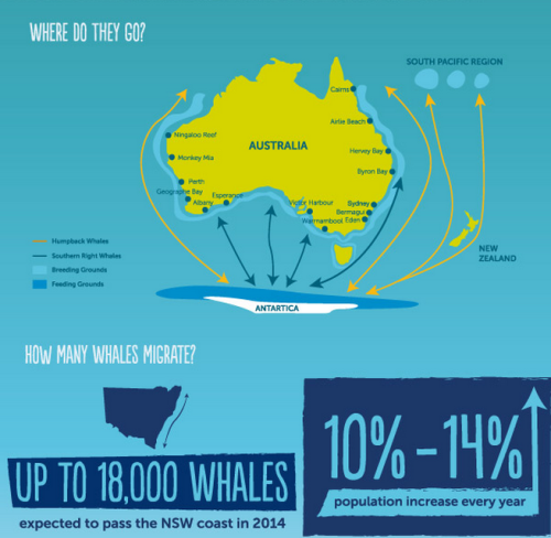Want to learn more about the Australian whale migration? Head over to http://www.wildaboutwhales.com