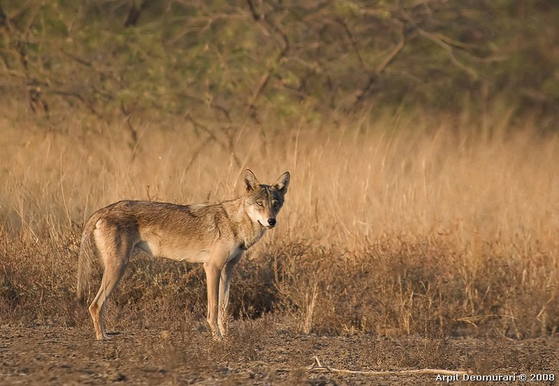 Gray wolf subspecies