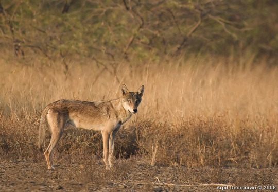 XXX Gray wolf subspecies photo