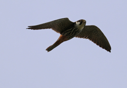 Eurasian hobby/lärkfalk (Falco subbuteo) photographed at the Inre Kilsviken nature reserve, Värmland