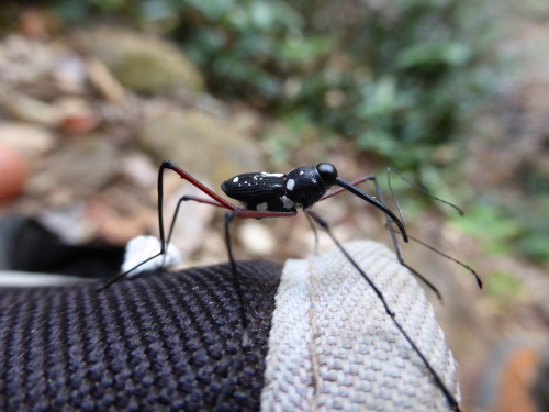 onenicebugperday:Stilt weevil, Talanthia phalangium, Conoderinae Found in Southeast AsiaPhotos 1-6 b