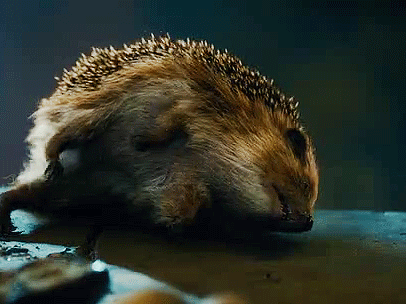 boromihr:  Sebastian the Hedgehog 