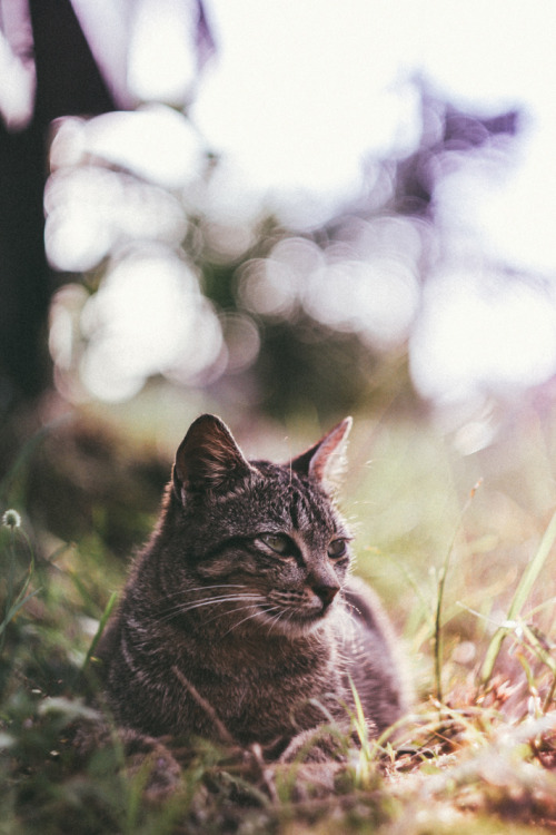 niknyllenne:   Queen .© niknyllenne