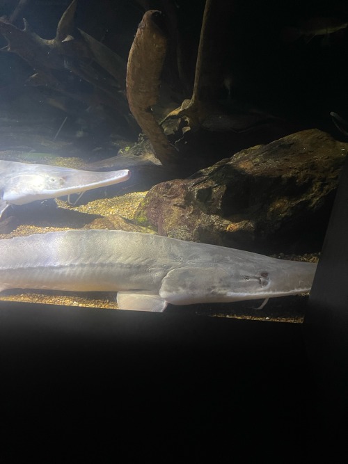 AQUARIUM