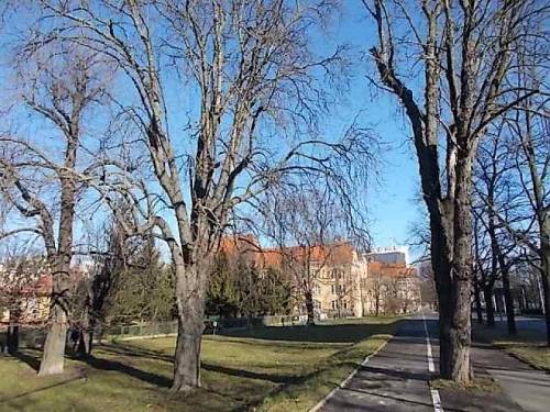 Trees at Kamienna St. - Wroclaw, Poland.