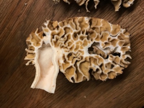 April 2018 It’s been a great morel season this year. Moreover, with the rain and cool weather we’ve 