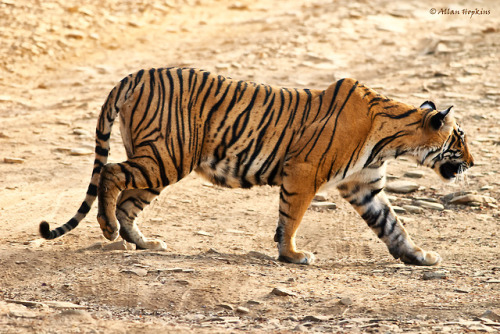Bengal tigress, Sundari (T17), daughter to the late Machali (T16), Ranthambore National Park, Rajast