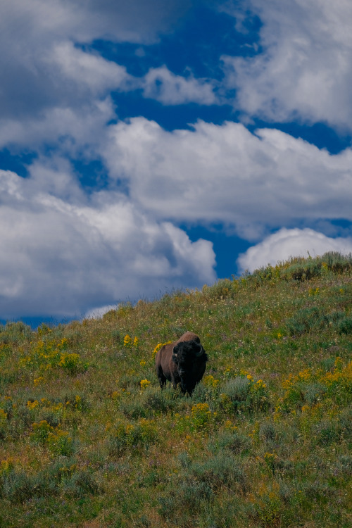 Yellowstone, WY