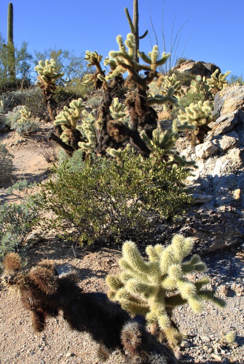 thelostcanyon:Teddy Bear Chollas (Cylindropuntia bigelovii), Rincon Mountains, Arizona.