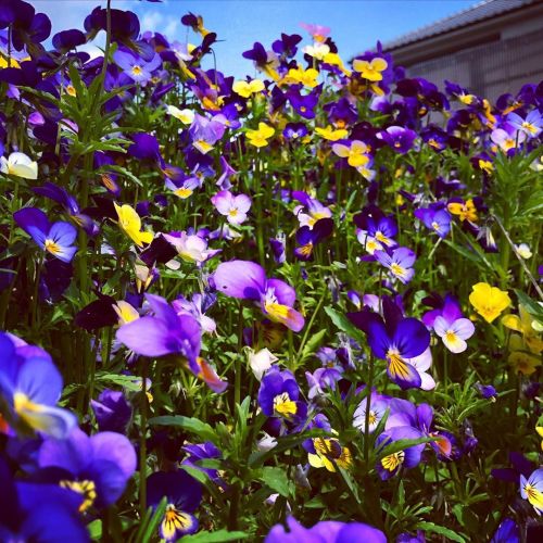 花　花　花。明るい気持ちになれたかな？#花 #フラワー #旅スタグラム (Setochi-shi, Okayama, Japan)https://www.instagram.com/p/B_W_ax