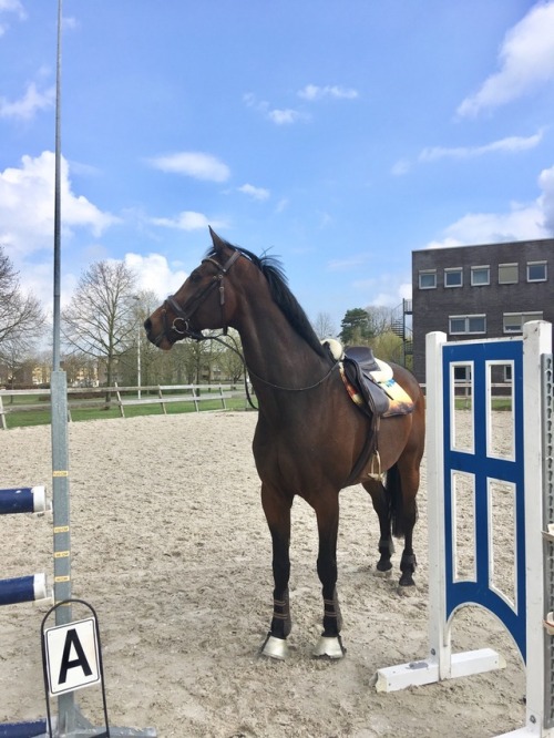 saferion:Took this good dressage baby out to jump!