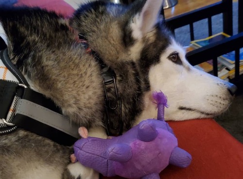 She high, y'all. #dogsofinstagram #huskiesofinstagram #adopteddog #rescuedog #siberianhusky #natasha